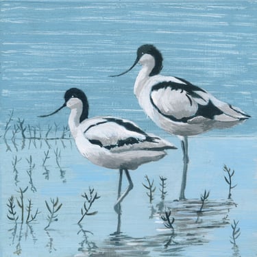 Pair of avocets agianst blue water