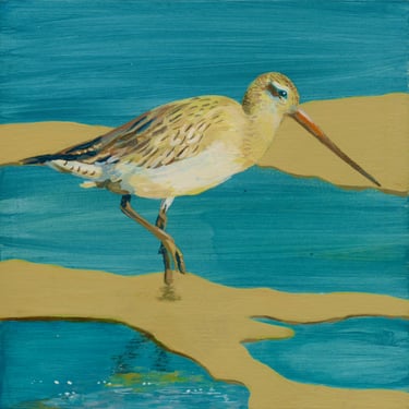 Godwit on sandy island, turquoise water