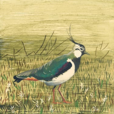 lapwing in field