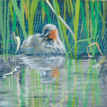 Little grebe on river among reeds with reflections