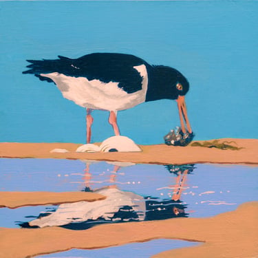 Oyster catcher with shell and reflection