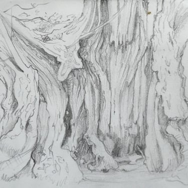 blasted oak tree interior