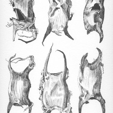 6 ray fish egg cases monochrome