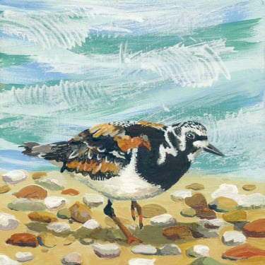Turnstone on beach wit stones and waves