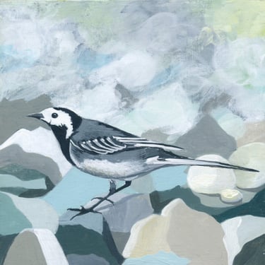 Pied wagtail on rocks