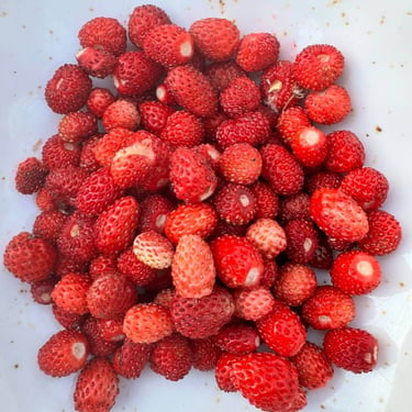 fragoline di bosco