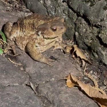 Il Principe Ranocchio, Incontri speciali nel nostro giardino, Il Mondo Di Villa