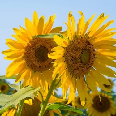 hypnose bastia hynose bastia corse