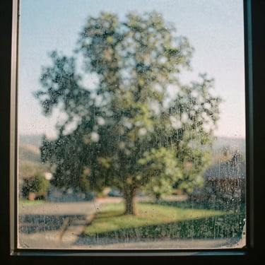 Sparkling streak-free window reflecting local green Yolo County trees under bright morning sun.