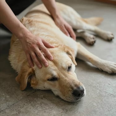Overhead close perspective — a dog lying calmly on a neutral-toned floor, the adestradora's hands resting gently near the dog's shoulder without restraint, soft diffused natural light, the dog's eyes half-closed in a state of ease — stillness as the result of genuine communication, not compliance