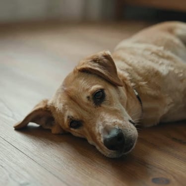 Close framing from above — a dog lying still on a wooden floor, its eyes turned upward toward an unseen person, soft diffused morning light, calm and attentive posture, muted warm tones