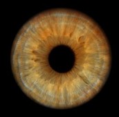 Yeux Iris