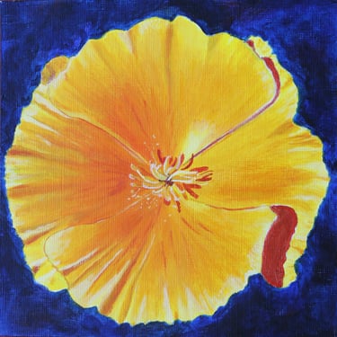 Orange California poppy - acrylic paint on acrylic paper 6" x 6"