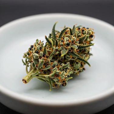 Macro shot of a pristine, trichome-rich green cannabis flower bud resting on a clean, light-colored ceramic dish, soft natural side lighting.