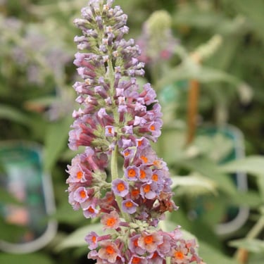 Close-up of a blooming purple butterfly bush flower spike with orange centers in a garden.