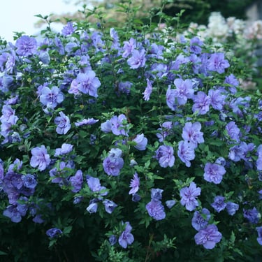 A blooming Rose of Sharon bush featuring vibrant purple double-petaled hibiscus flowers in a lush garden.