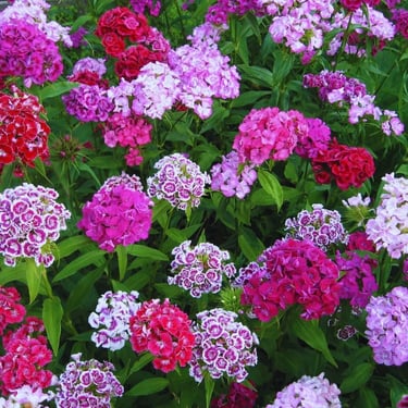 A garden bed of vibrant Sweet William flowers blooming in shades of pink, red, and purple.