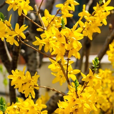 Vibrant yellow forsythia flowers blooming on branches during a sunny spring day.