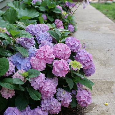 Vibrant purple and pink hydrangea macrophylla flowers blooming along a concrete garden path.