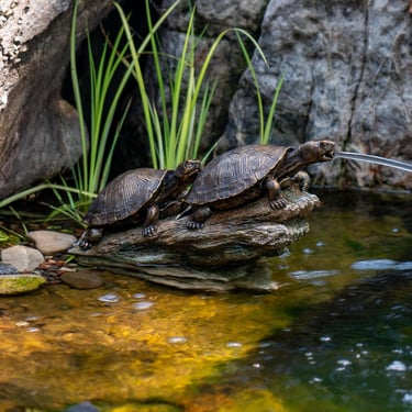 Bronze turtle fountain spitting water into a garden pond with decorative rocks and plants.