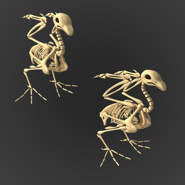 Skeleton bird stylised - Character Design 3d