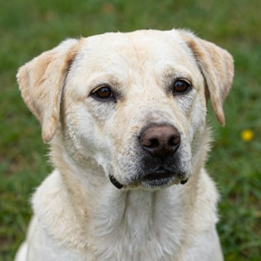 A cheerful golden retriever wearing a bright pink bandana, sitting happily in a sunny park.