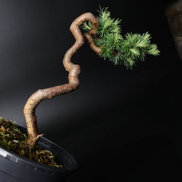 Shop online Bonsai Trees UK Delivered Japanese mini yamadori gift pine larch yew cascade literati Shohin mame pots tools wire