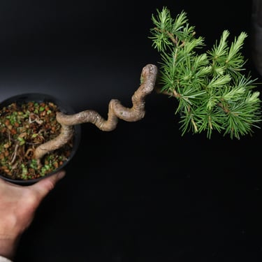 Shop online Bonsai Trees UK Delivered Japanese mini yamadori gift pine larch yew cascade literati Shohin mame pots tools wire