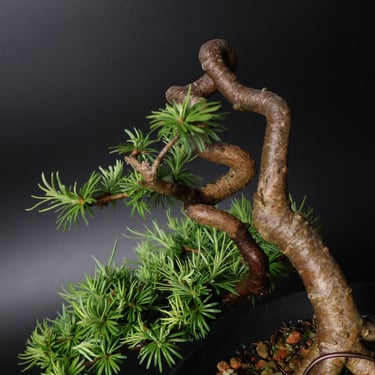 Shop online Bonsai Trees UK Delivered Japanese mini yamadori gift pine larch yew cascade literati Shohin mame pots tools wire