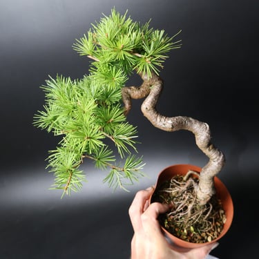 Shop online Bonsai Trees UK Delivered Japanese mini yamadori gift pine larch yew cascade literati Shohin mame pots tools wire