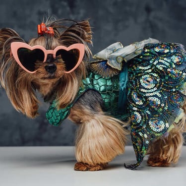 Perro pequeño con disfraz de sirena