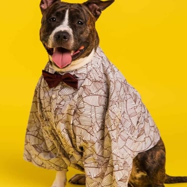 Perrito con camisa rojo con blanco y moño, fondo amarillo