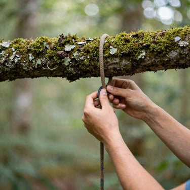 Close-up of hands securing climbing ropes around a thick mossy oak branch, soft forest light