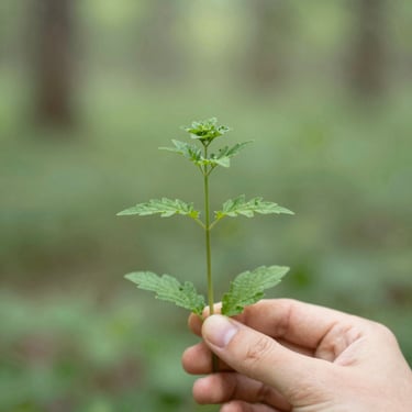 Close-up of delicate wild forest herbs and leaves held gently in a hand, soft green background