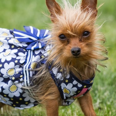 Foto de perro usando vestido azul en un fondo natural