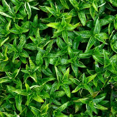 persicaire plante indigo bleu champ