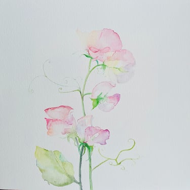 Delicate Pink Garden Sweet Peas Watercolor by Weronika Kacperski