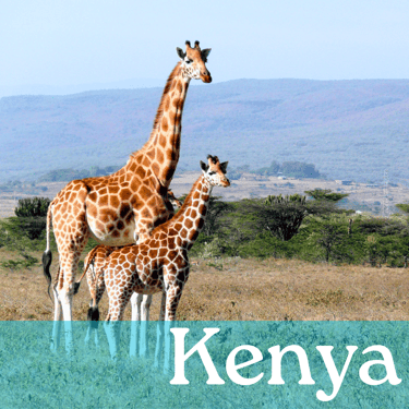 Two giraffes in a grassy plain with the word Kenya written in white