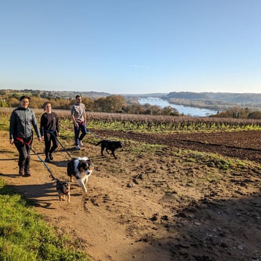 a group of people walking with dogs
