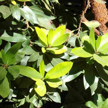 Botanical scene of leaves of different shades of green covered in sunshine