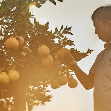 Roberto Furuya. São Miguel Arcanjo/SP, Brazil - 2018.