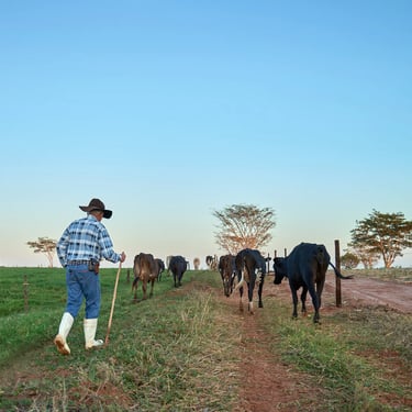 Mário Berto. NINHO Orgânico - Sítio Nossa Senhora; Alto Alegre/SP, Brazil - 2019.