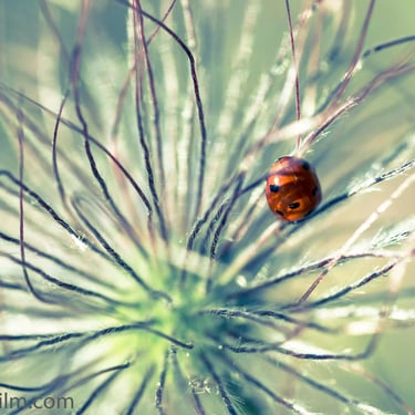 A cold toned close-up photograph of a ladybird crawling on an unusual plant.
