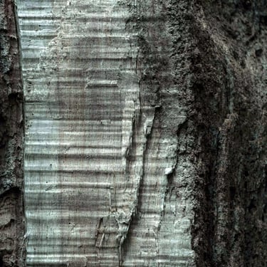 A cold toned close-up photograph of an old tree trunk with its bark partially removed