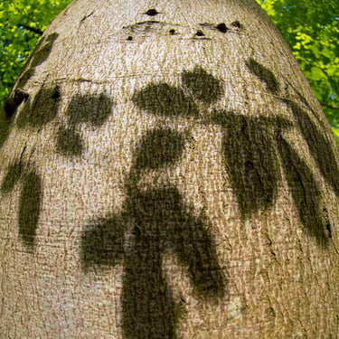 An abstract photograph taken from below featuring a tall, warped tree with a branch pattern shadow wrapped around its trunk