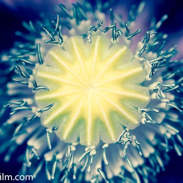 A cold toned close-up photograph showing a poppy flower’s centre