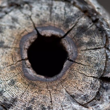 A close-up colour photograph of a severed tree trunk which is hollow in the middle 