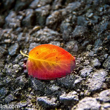 A vivid close-up of a solitary red and yellow leaf resting on a paved surface