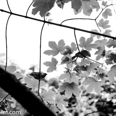 A black & white photo taken from below featuring two sparrow birds on a leafy tree