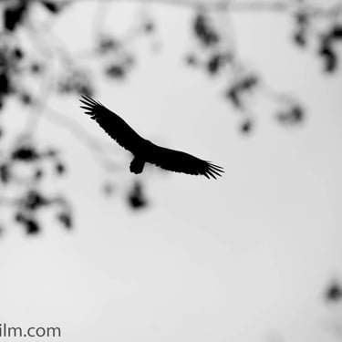 A black & white photo taken from below featuring a bird of prey in flight, exuding grace and elegance.